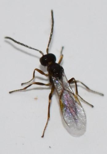 Réf. 277 890 : Aphidiinae inconnu
